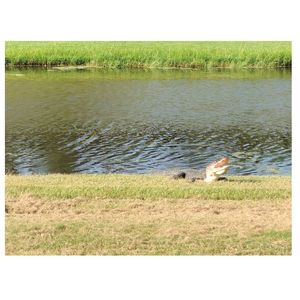 Gator on coastal waterway
