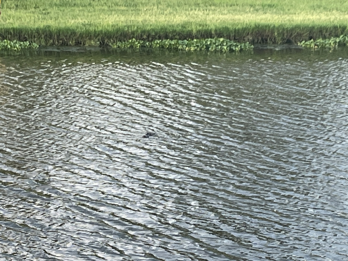 Waterway pollution