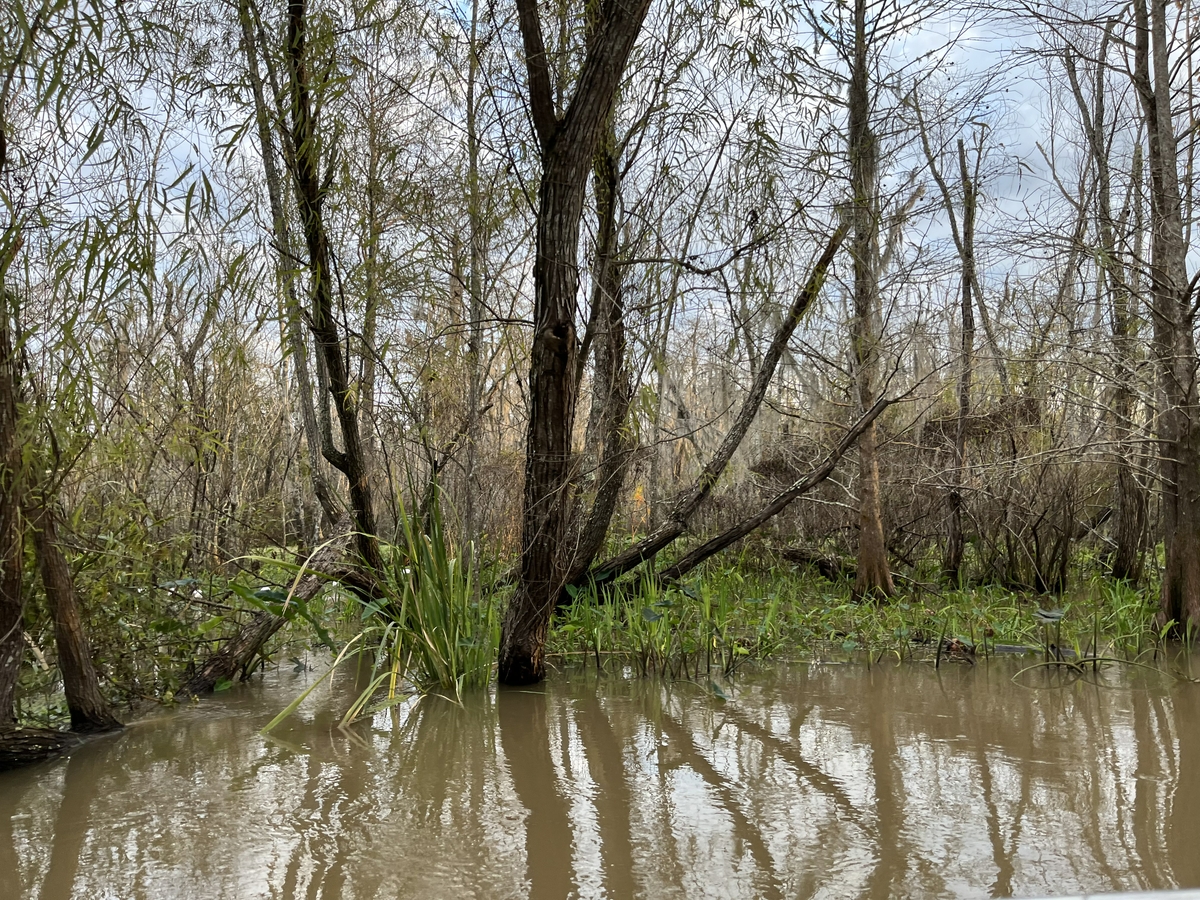 Coastal marsh 