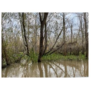 Coastal marsh 