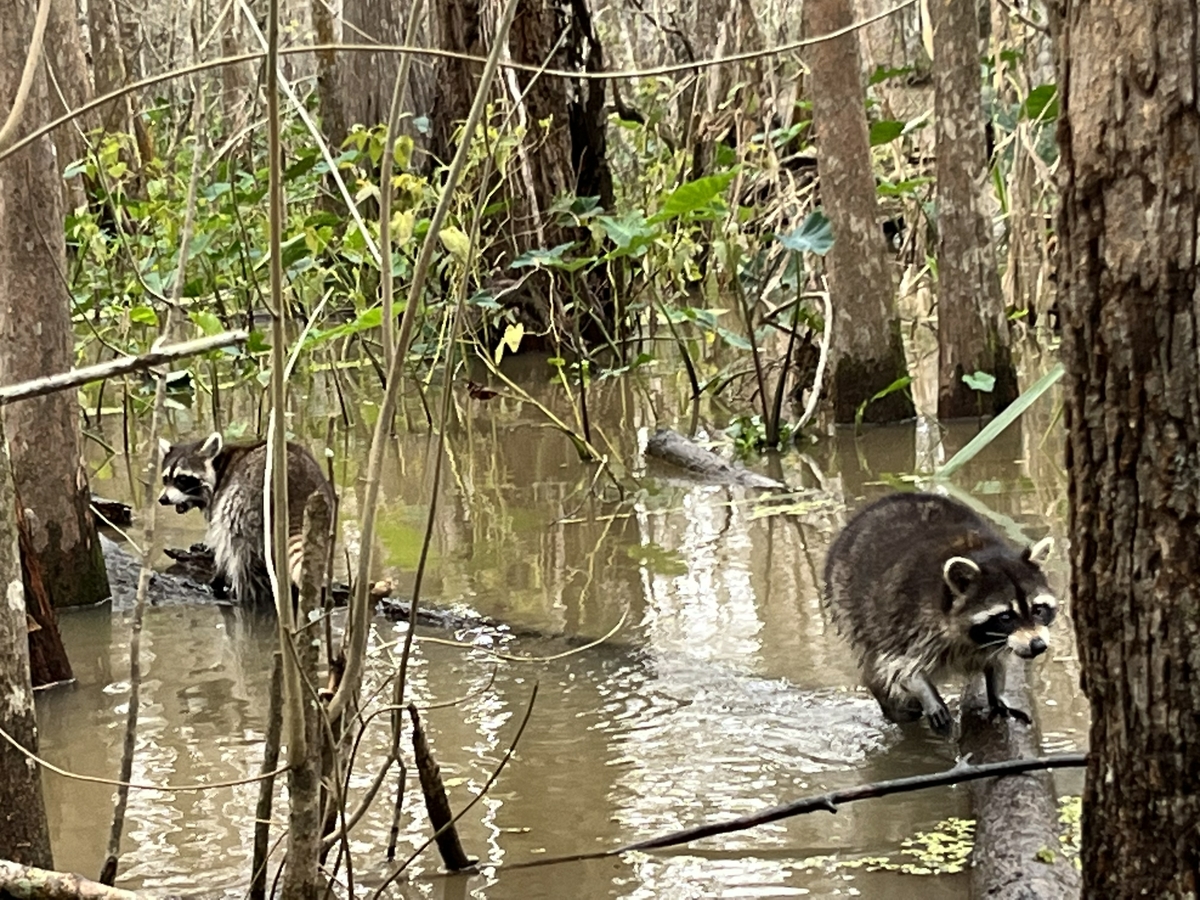 Coastal wildlife
