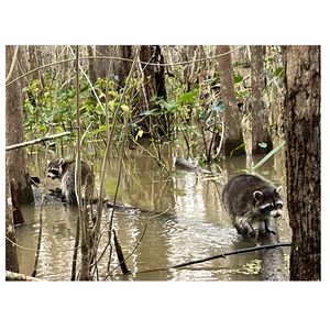 Coastal wildlife