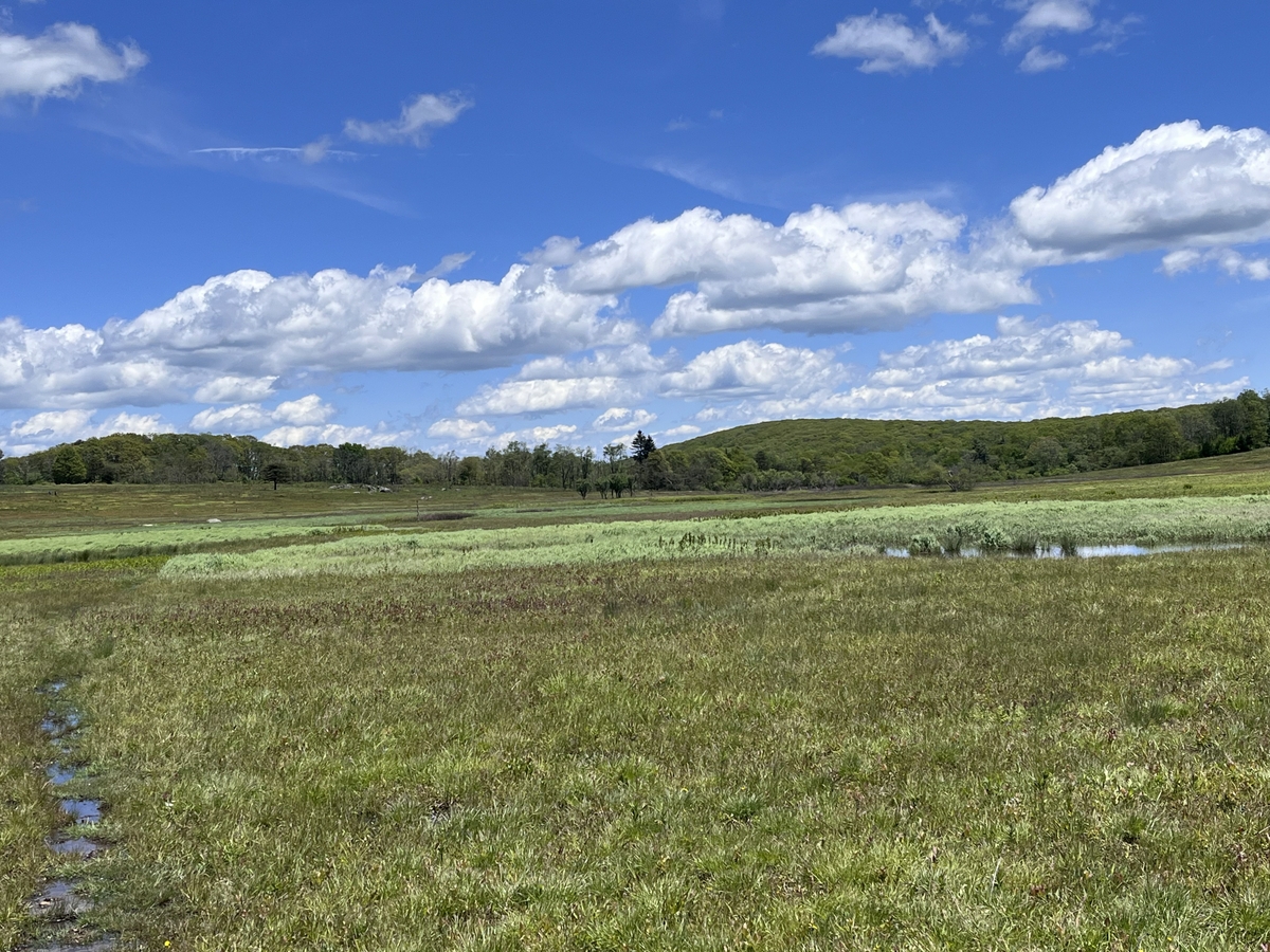 Wetlands