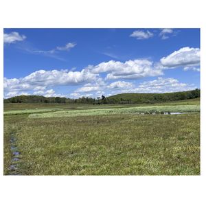 Wetlands