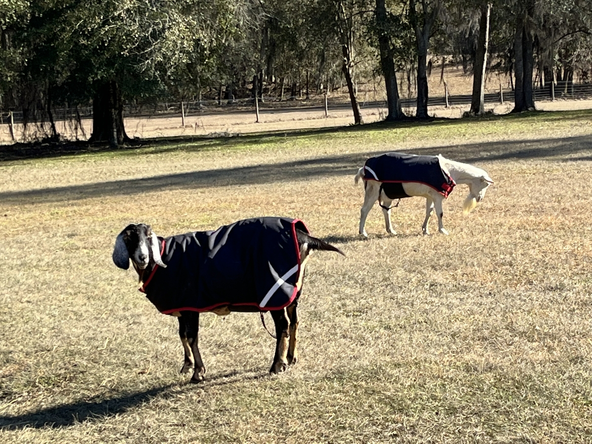 Grazing goats