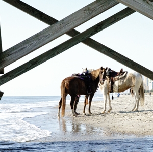Charleston - Beach Ride - Horses on Beach