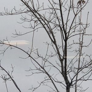 Tree in Austin cold weather