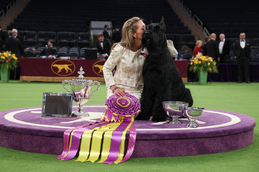 150-minute challenge to celebrate Westminster Kennel Club Dog Show’s milestone anniversary