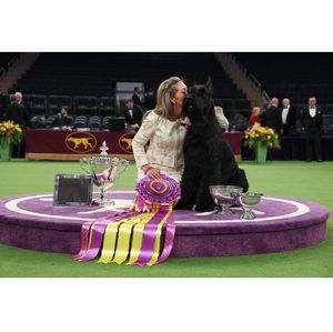 150-minute challenge to celebrate Westminster Kennel Club Dog Show’s milestone anniversary 